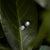 Shade Sun Stud Earrings with Blue Mother-of-Pearl Wood Core Model Jewelry
